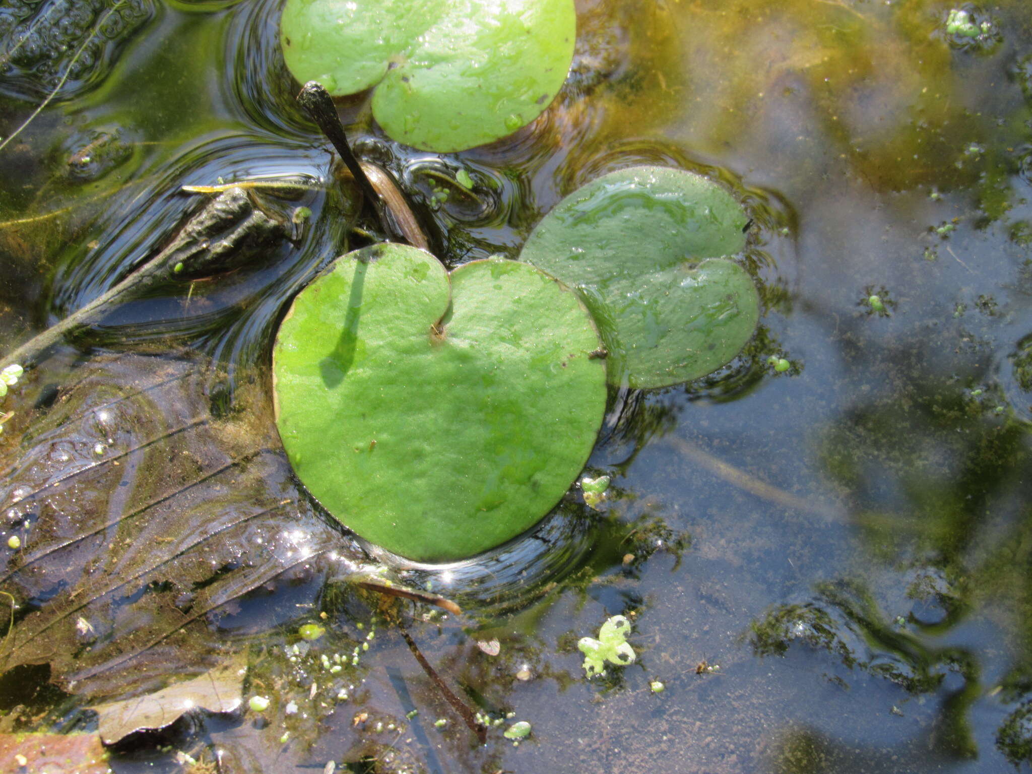 Image de Limnobium spongia (Bosc) Steud.