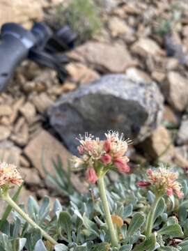 Image of rockjasmine buckwheat