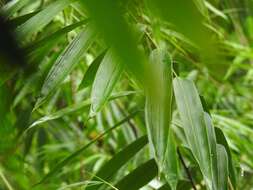 Image of giant bamboo