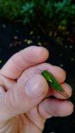 Image of April green cicada