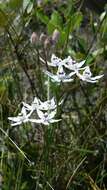 Image of Florida milkweed