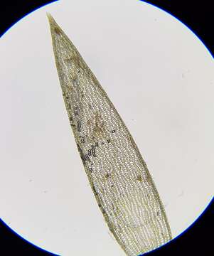 Image of Flexuous Bog-moss