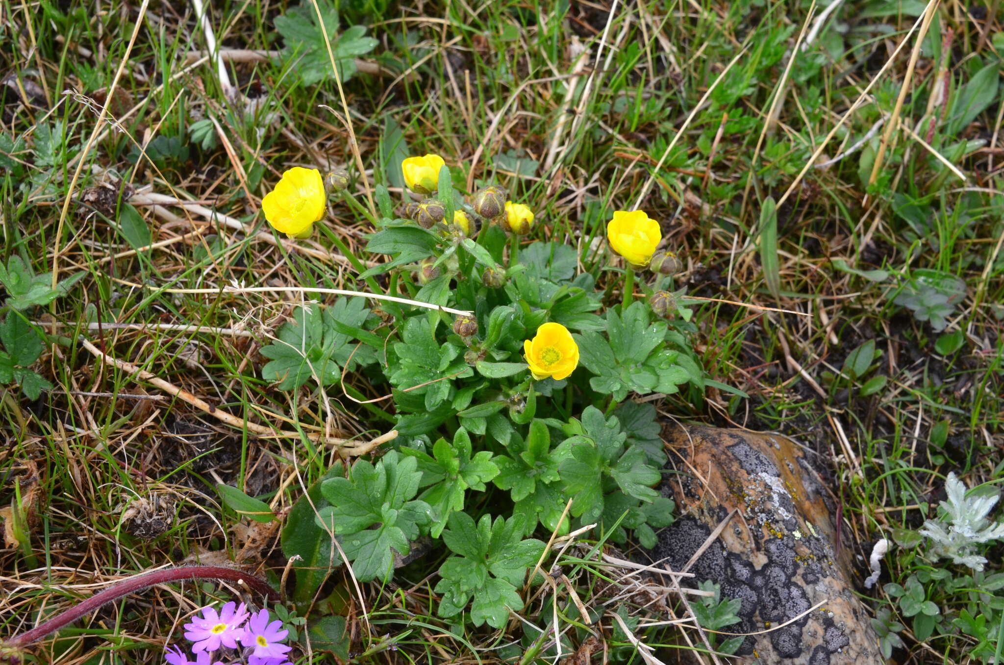 Image of Turner's buttercup