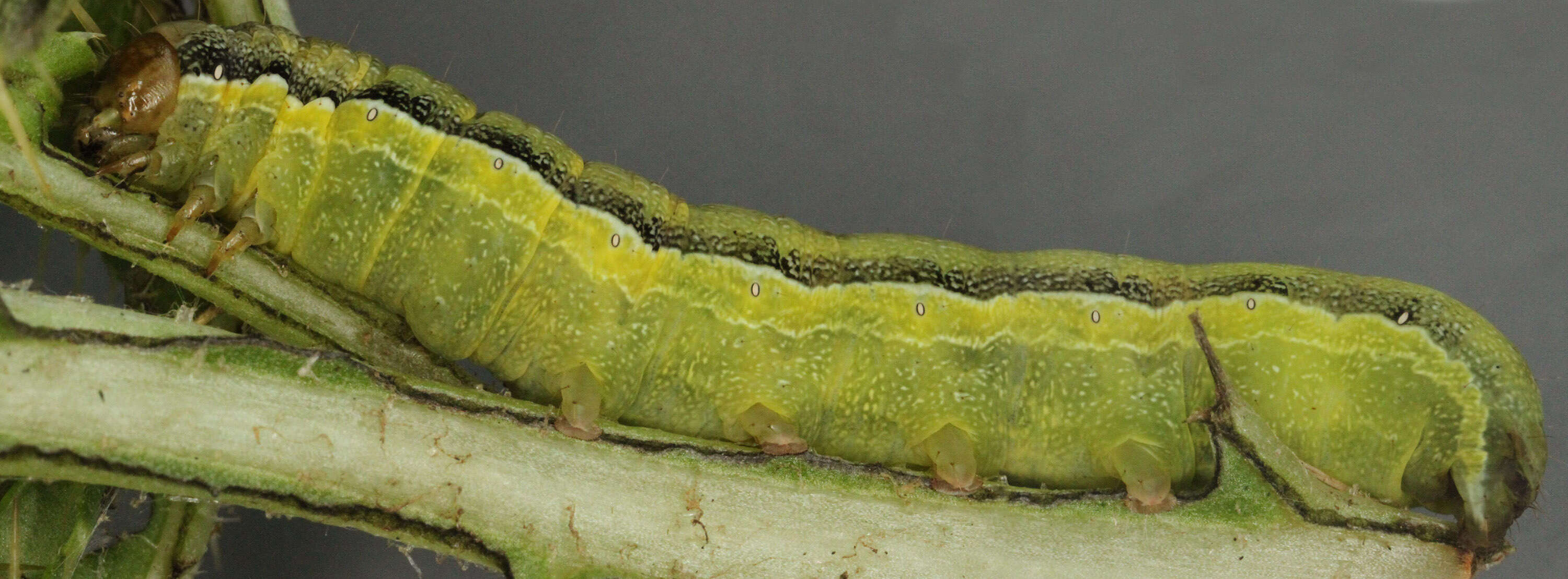 Слика од Orthosia gracilis Schiffermüller 1775