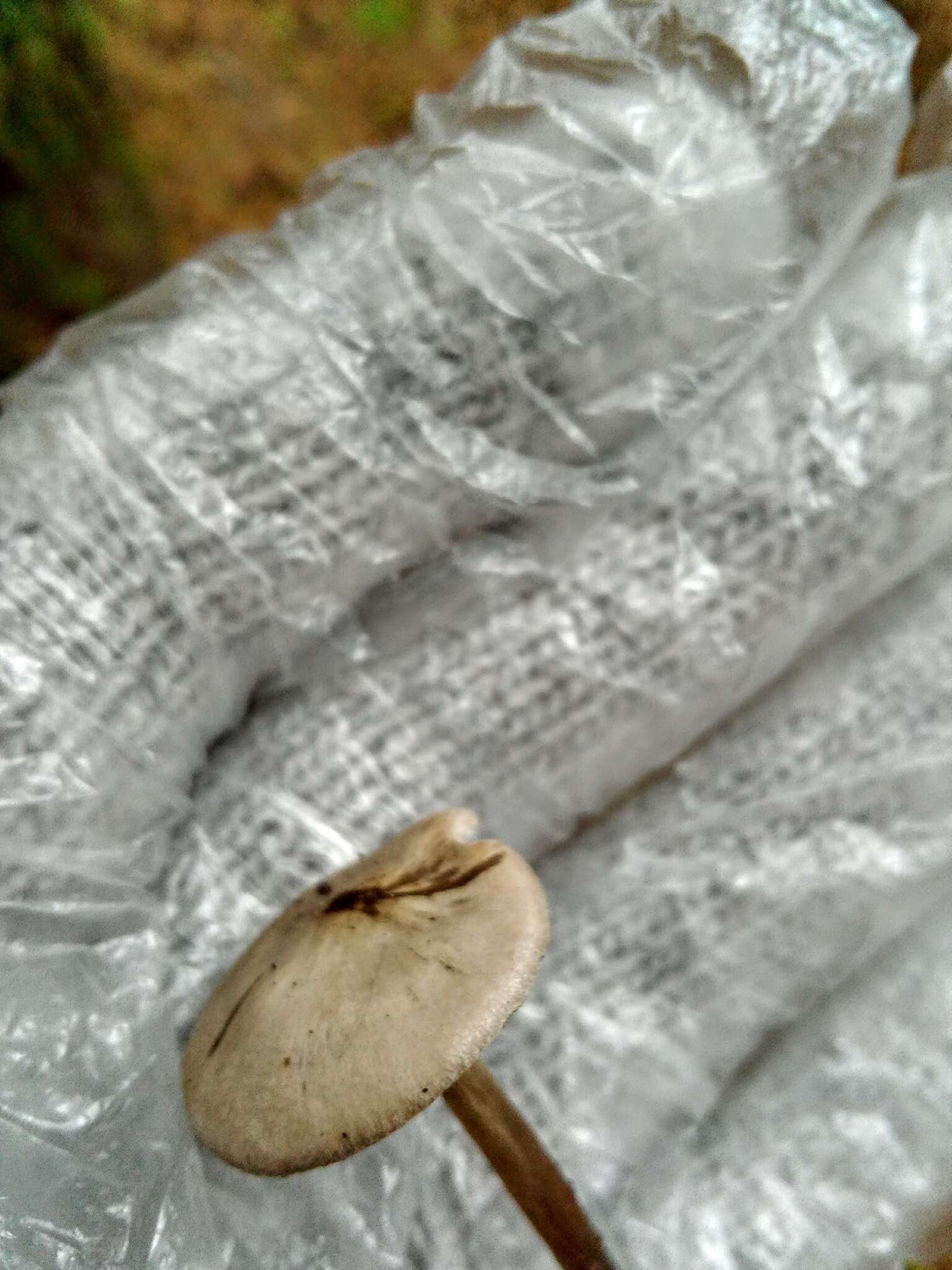 Sivun Tephrocybe kuva