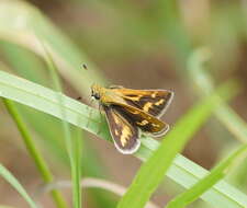 Image of Taractrocera papyria Boisduval 1832