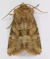 Слика од Oligia fasciuncula Haworth 1809