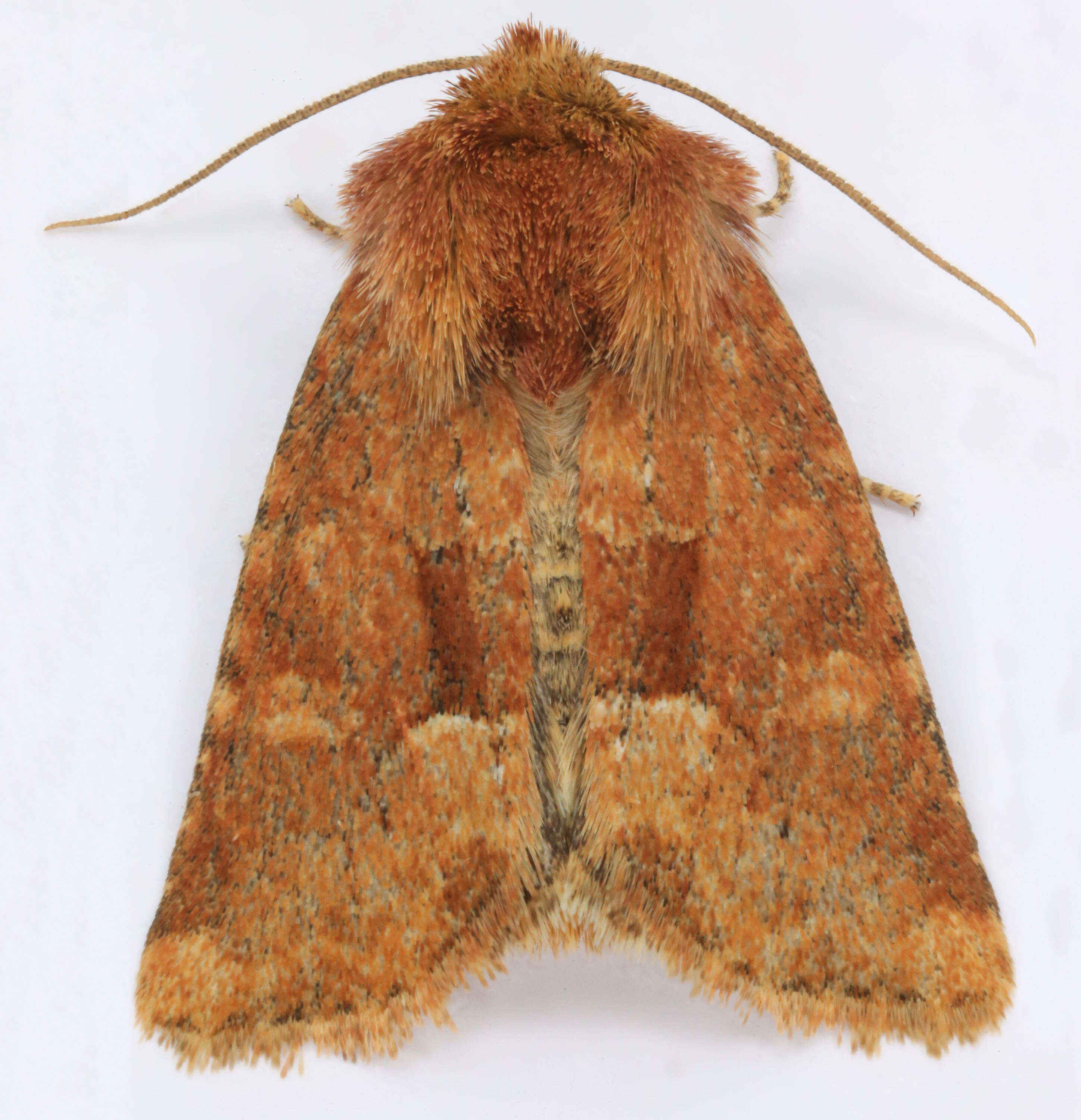 Слика од Oligia fasciuncula Haworth 1809