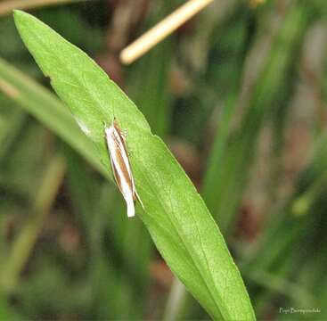 Image of Mesocrambus