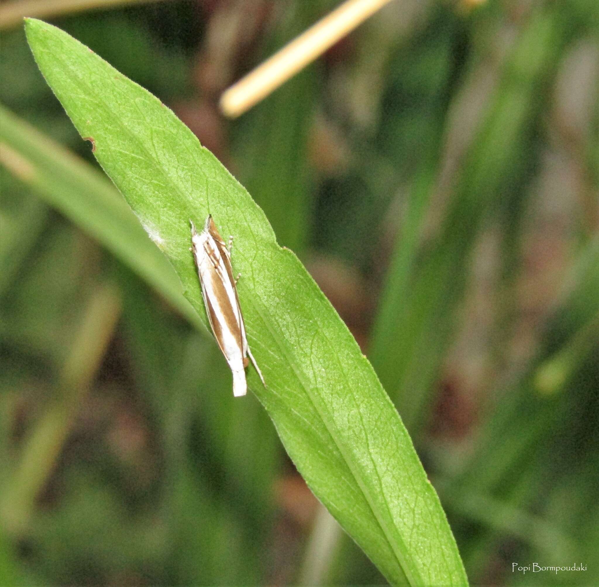 Imagem de Mesocrambus candiellus Herrich-Schäffer 1848