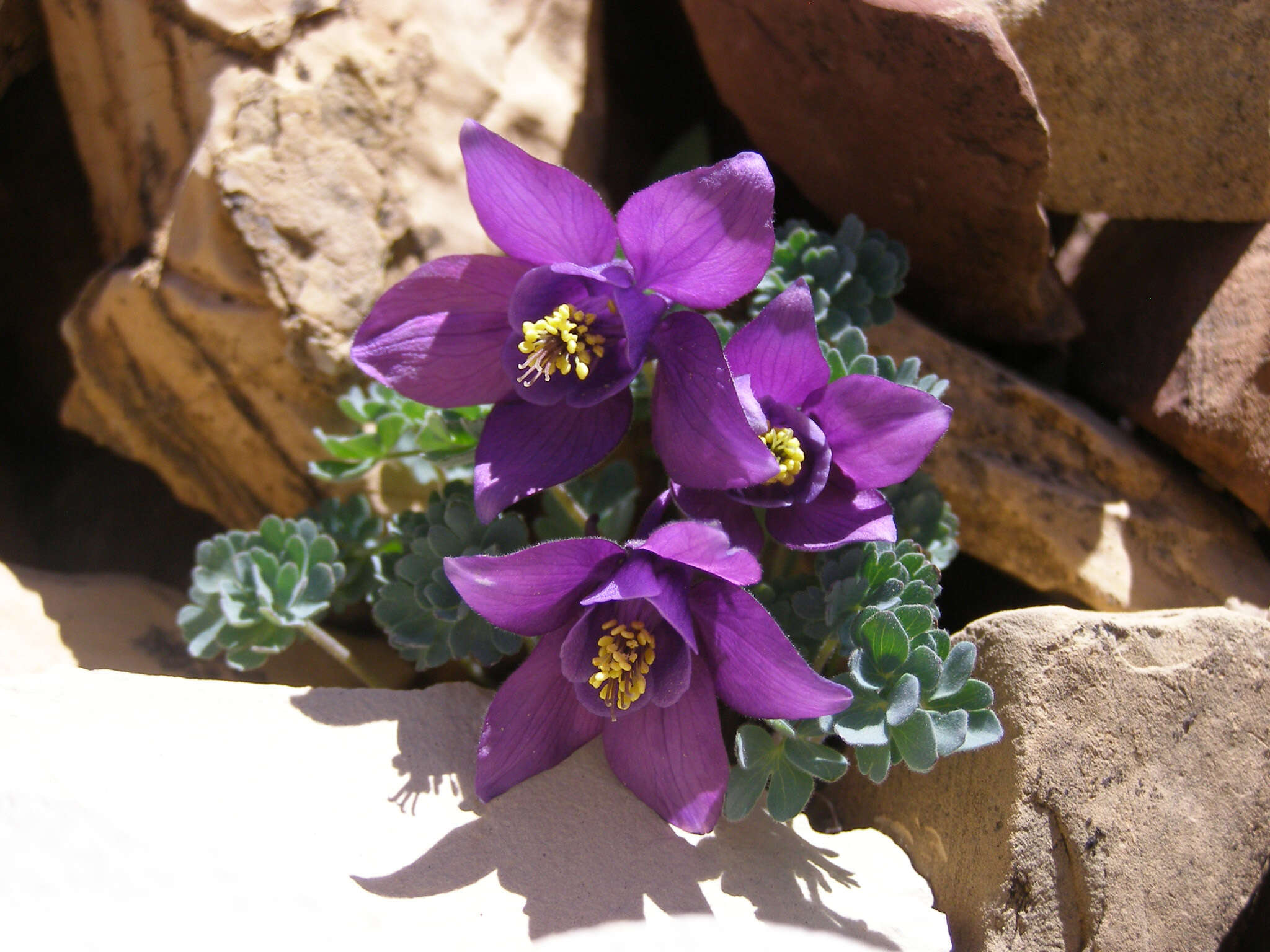 Image of Jones' columbine