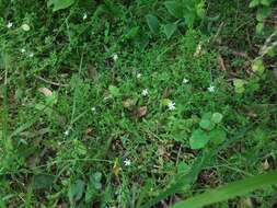 Image of Stellaria flaccida Hook.