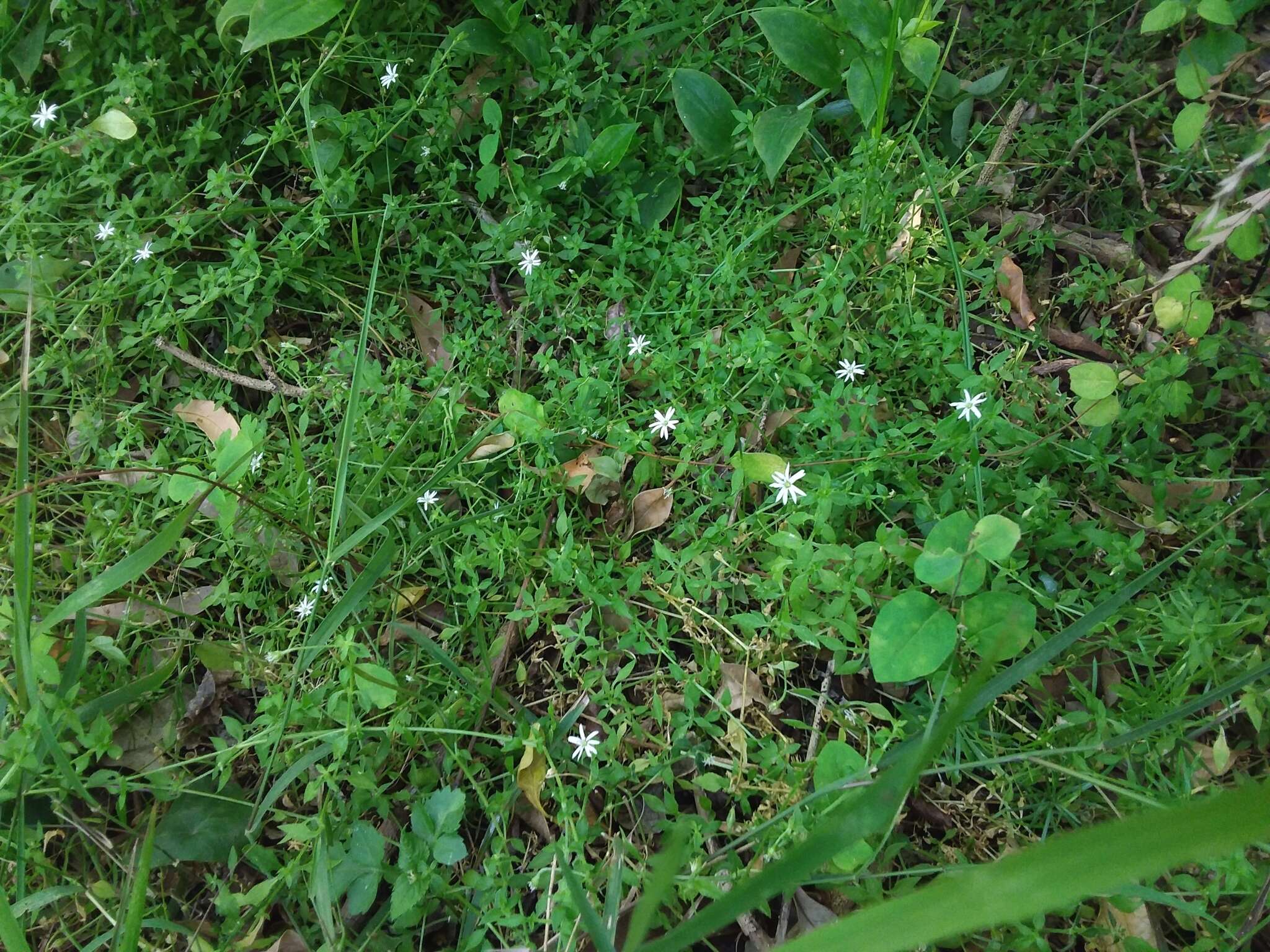 Image of Stellaria flaccida Hook.