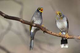 Image of Black-eared Miner