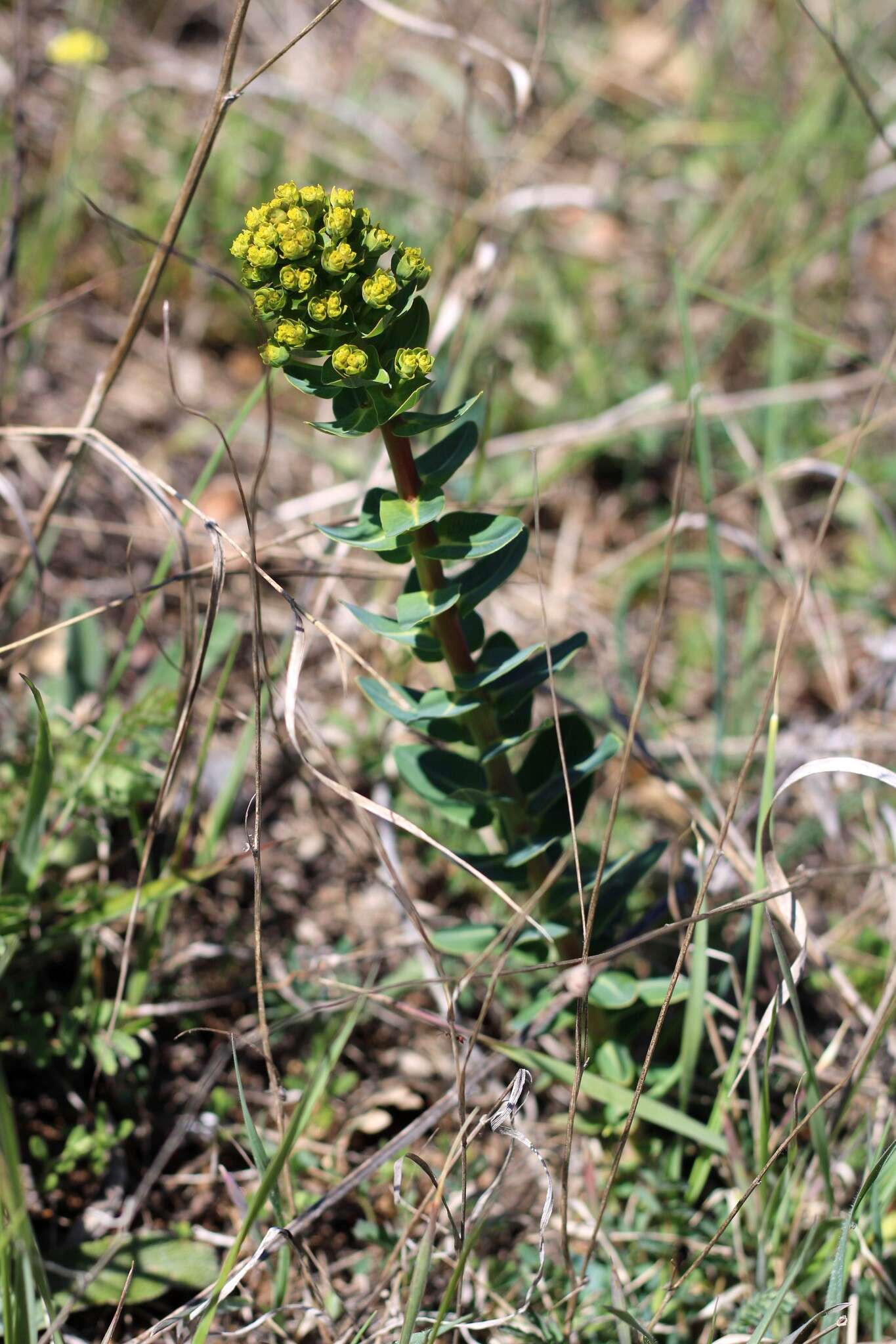 Imagem de Euphorbia agraria M. Bieb.