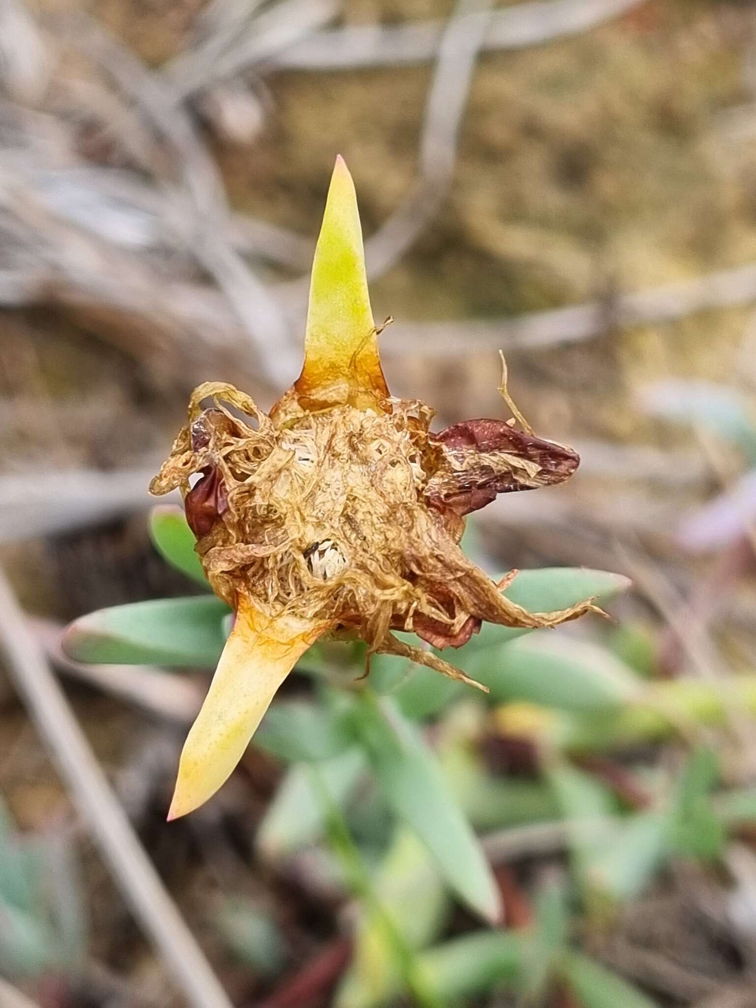 Image of Lampranthus lavisii (L. Bol.) L. Bol.