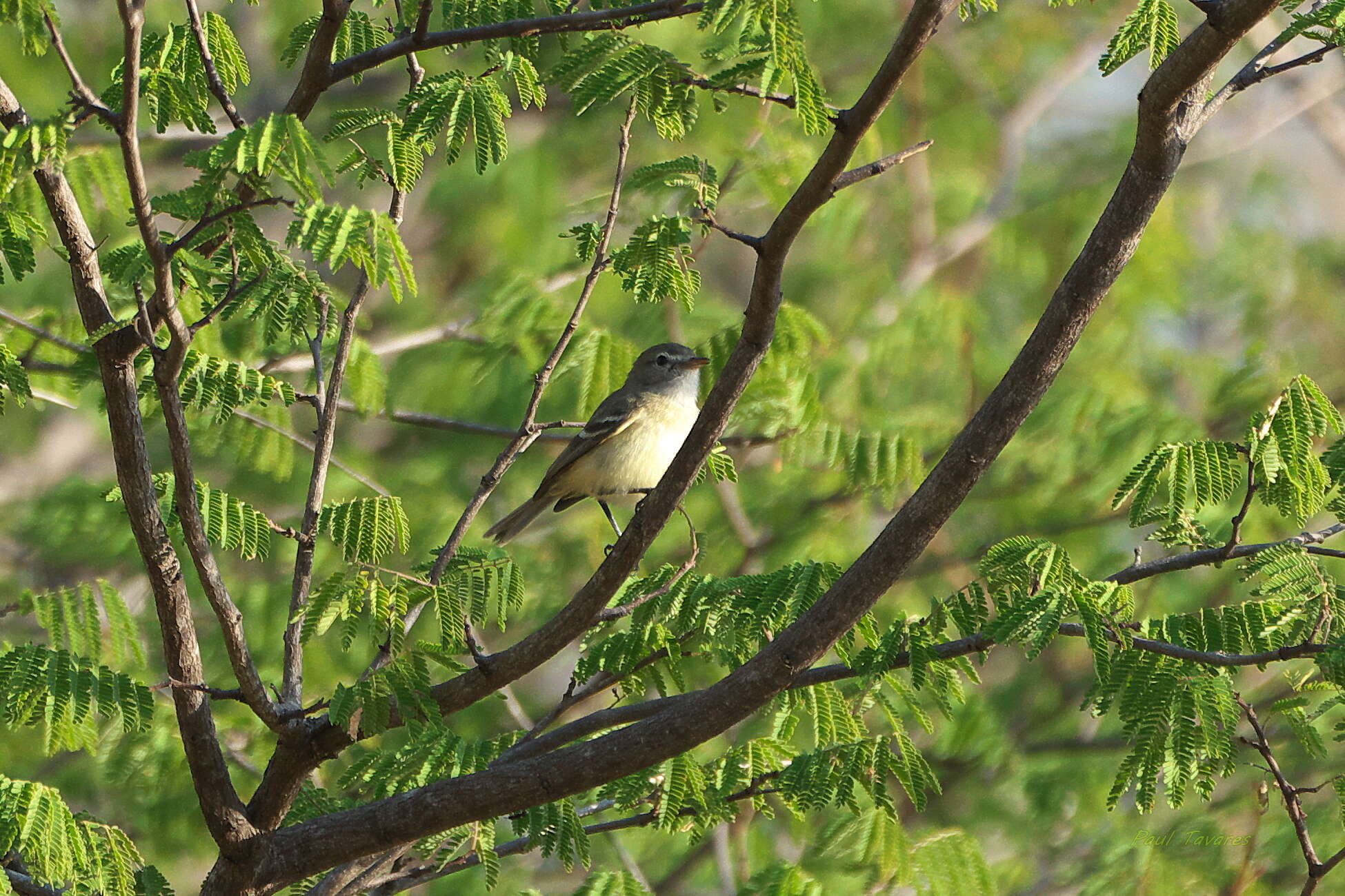 Inezia tenuirostris (Cory 1913)的圖片