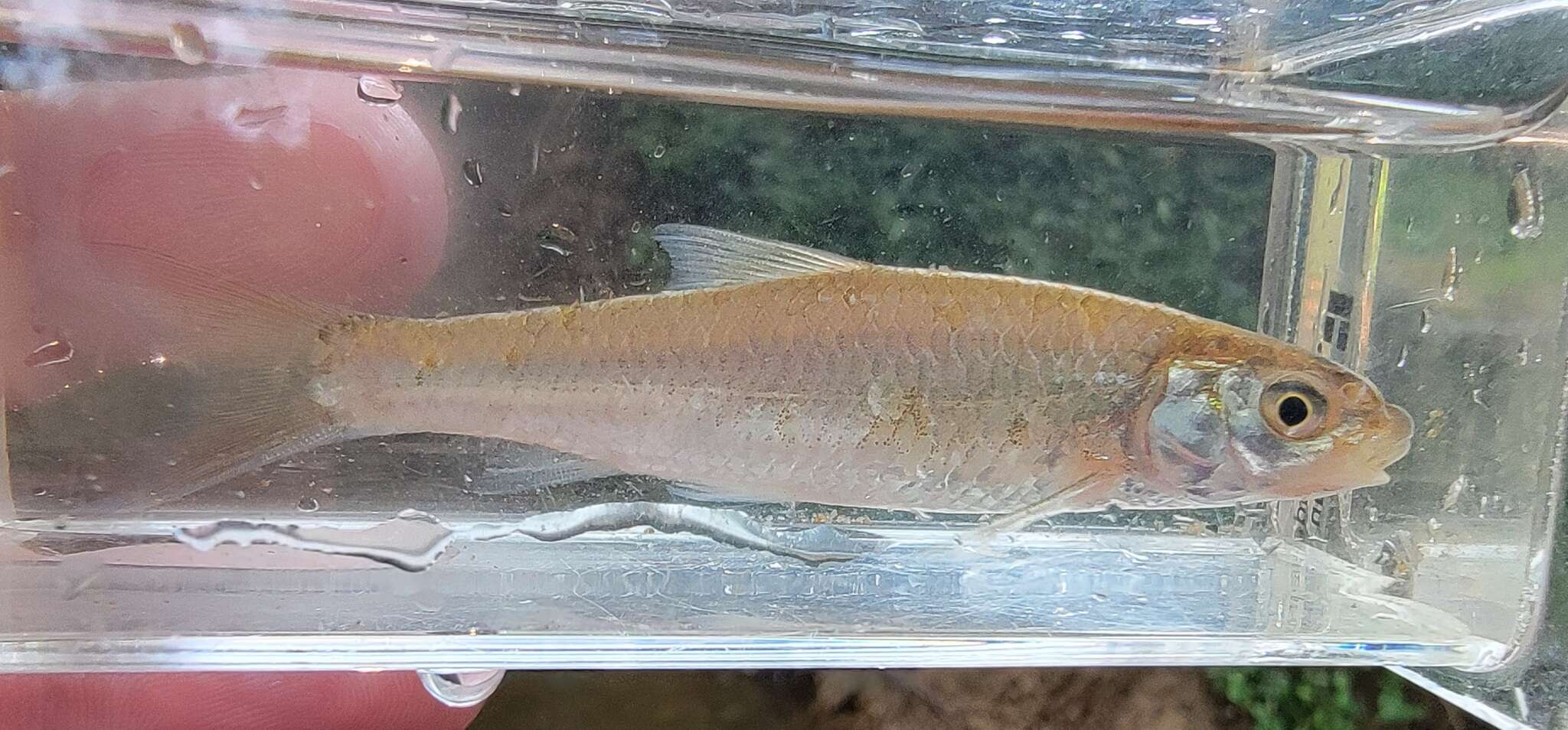 Hybognathus resmi