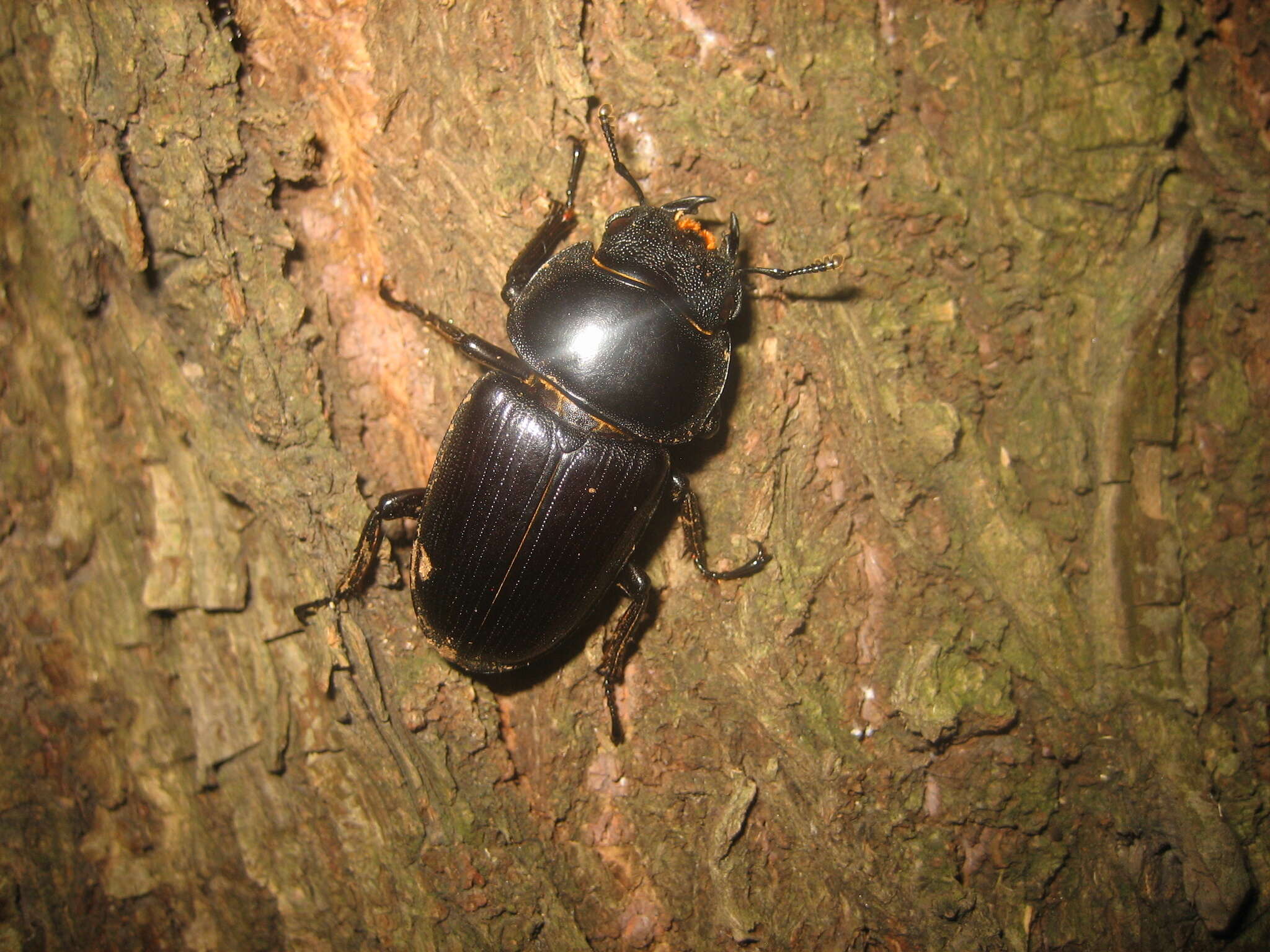 Image of Dorcus hopei (Saunders 1854)