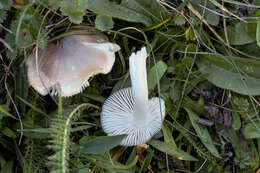 Image de Cuphophyllus fornicatus (Fr.) Lodge, Padamsee & Vizzini 2013