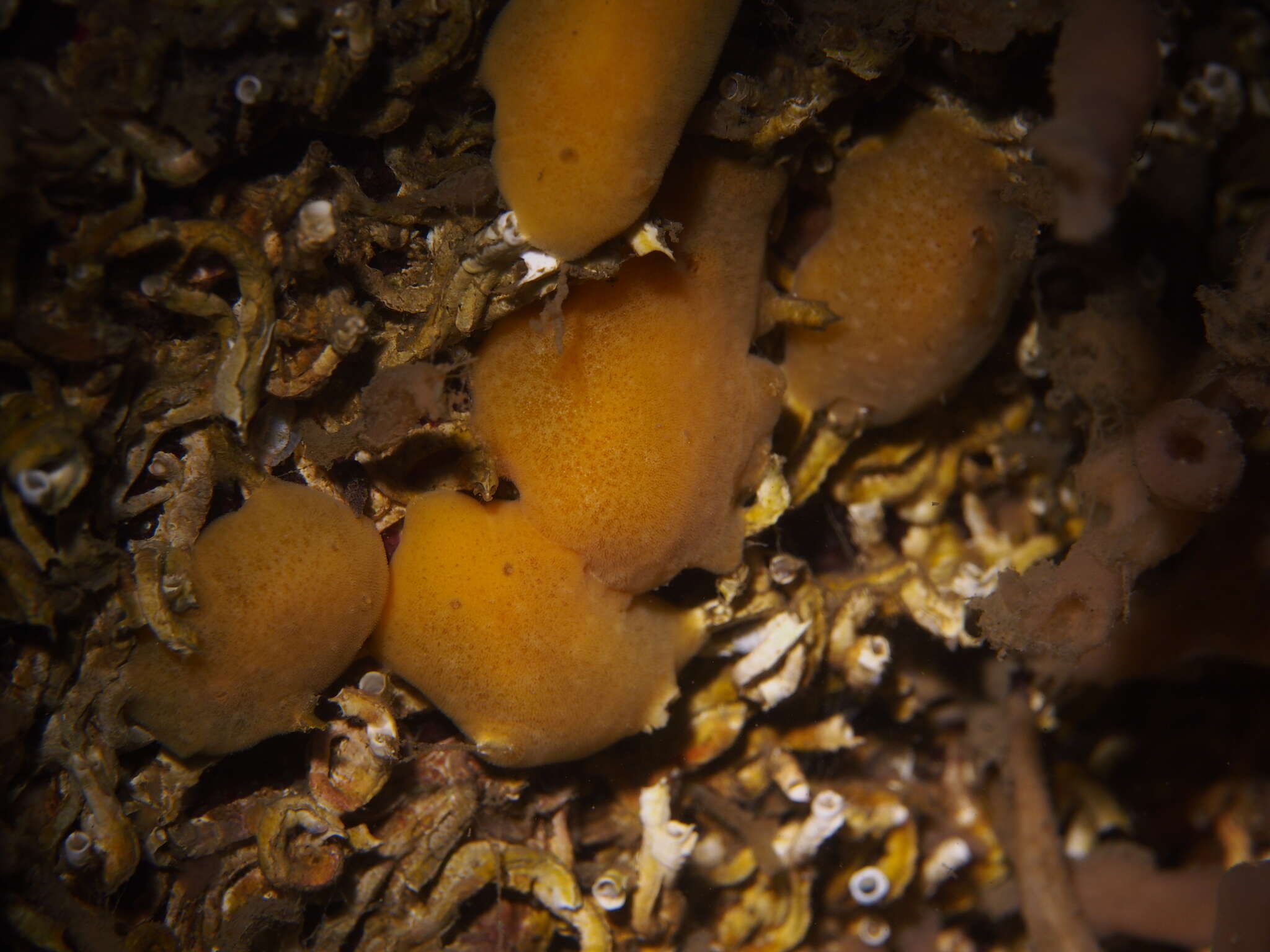 Image of grey sea slug