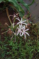 Image de Crinum buphanoides Welw. ex Baker