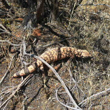 Image of Banded gila monster