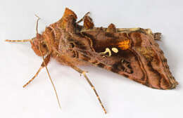 Imagem de Autographa pulchrina Haworth 1802