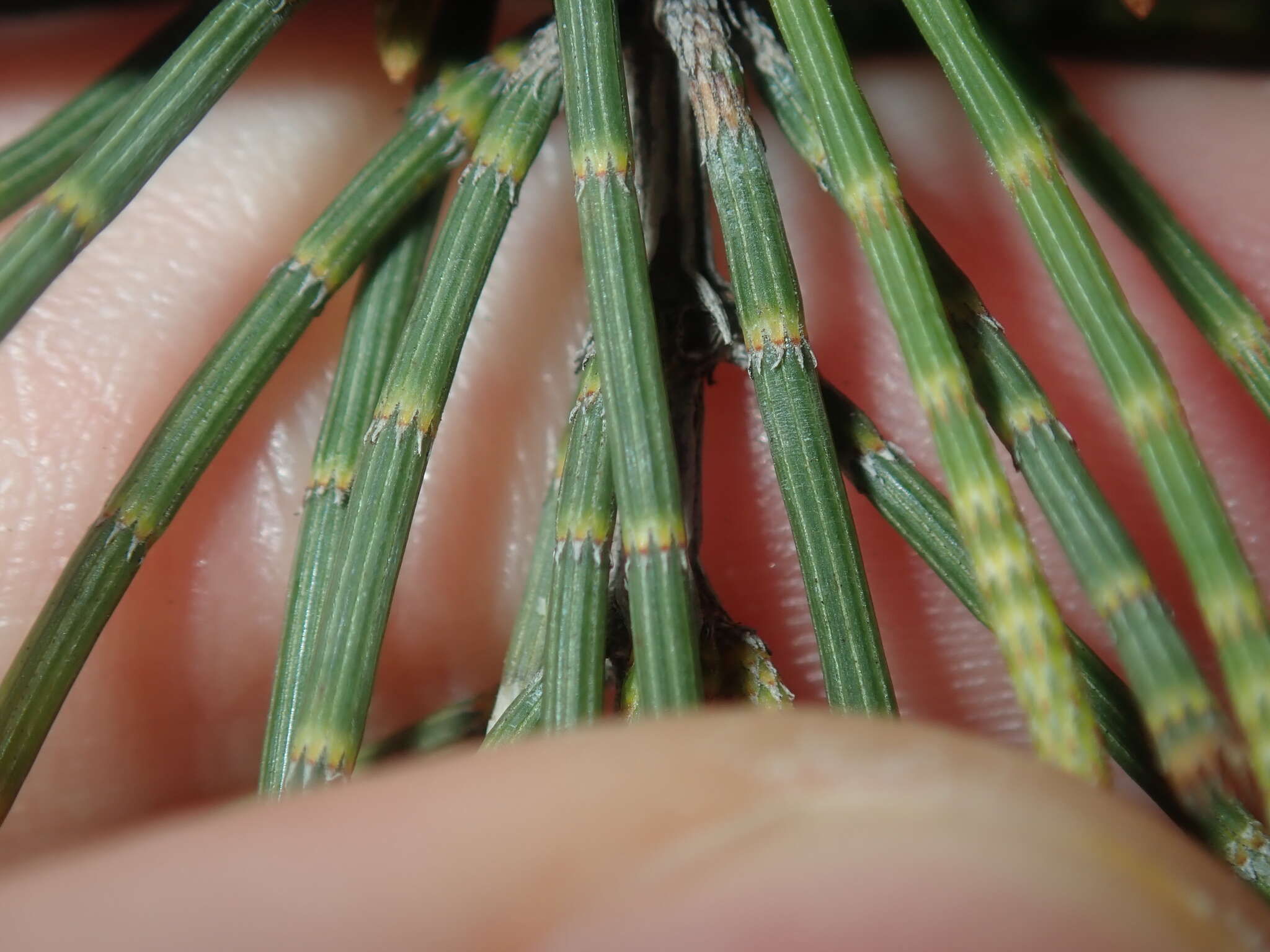 Image of Allocasuarina campestris (Diels) L. Johnson