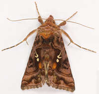 Imagem de Autographa pulchrina Haworth 1802