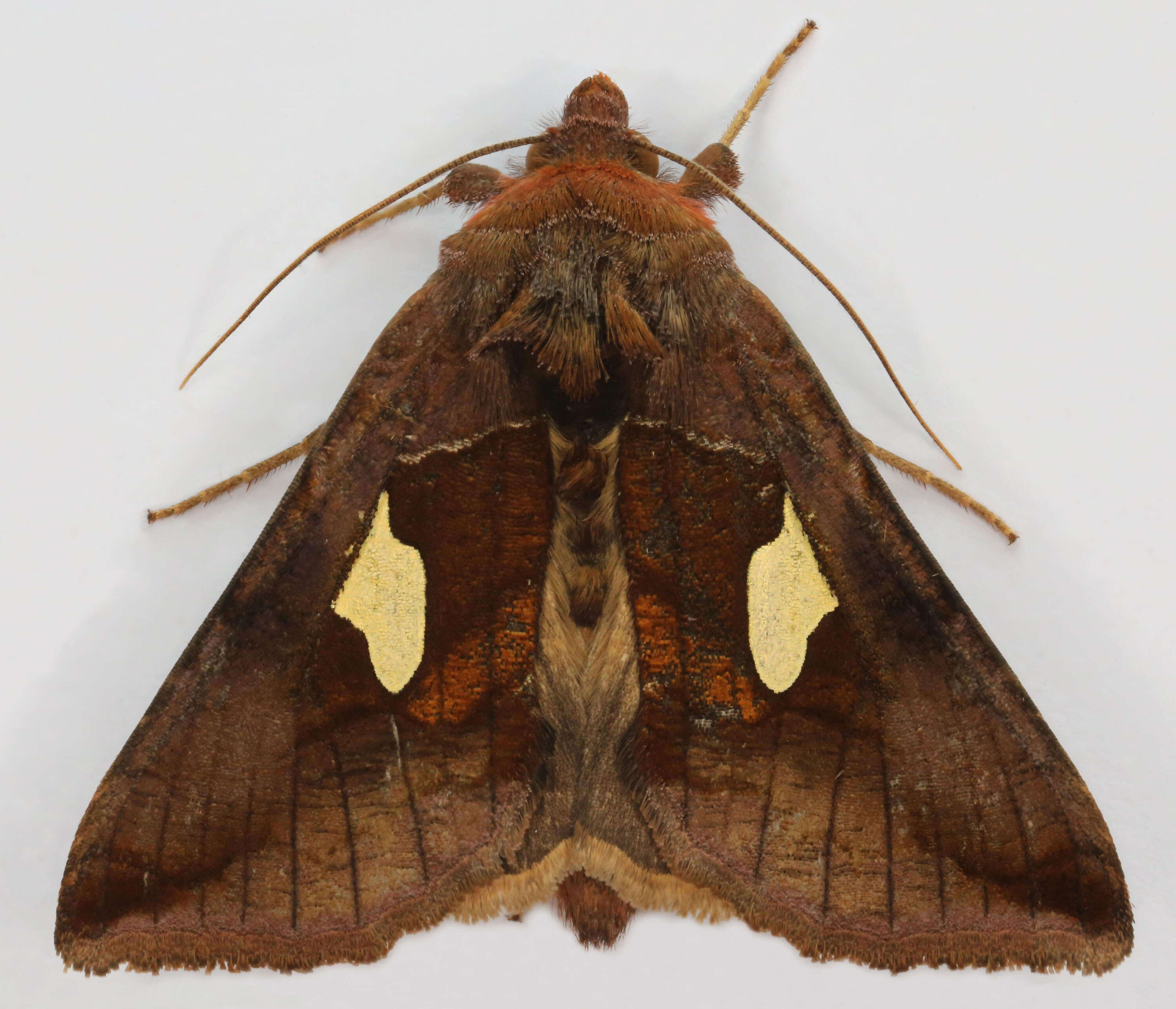 Autographa bractea Schiffermüller 1776 resmi