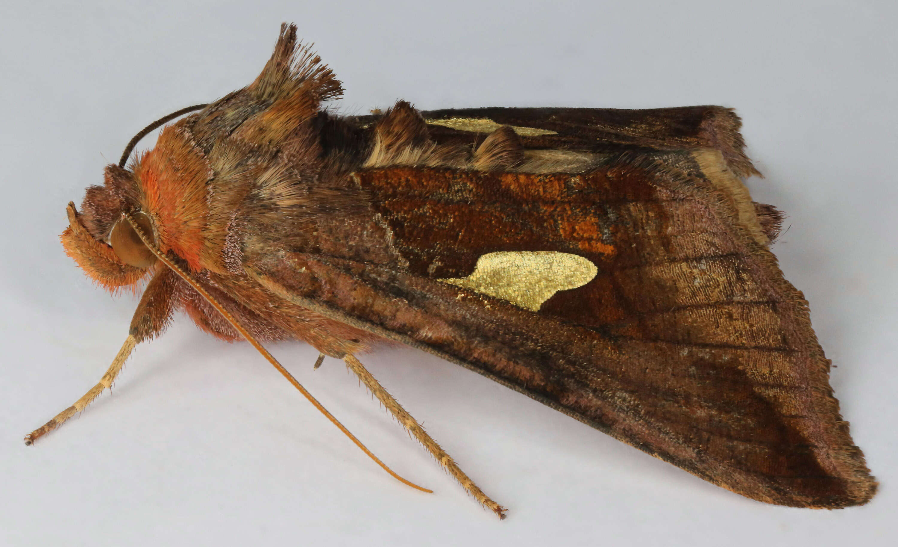 Autographa bractea Schiffermüller 1776 resmi