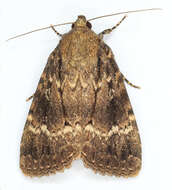 Image of copper underwing