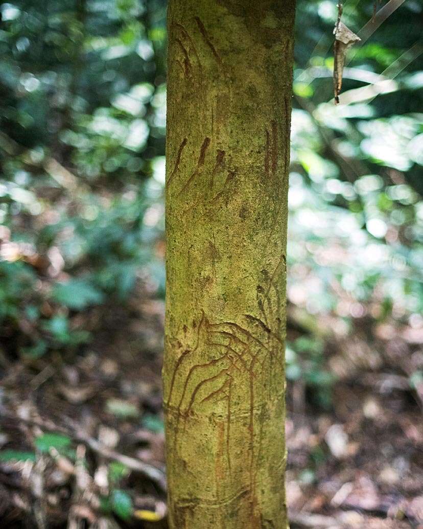 Image of Sun bear