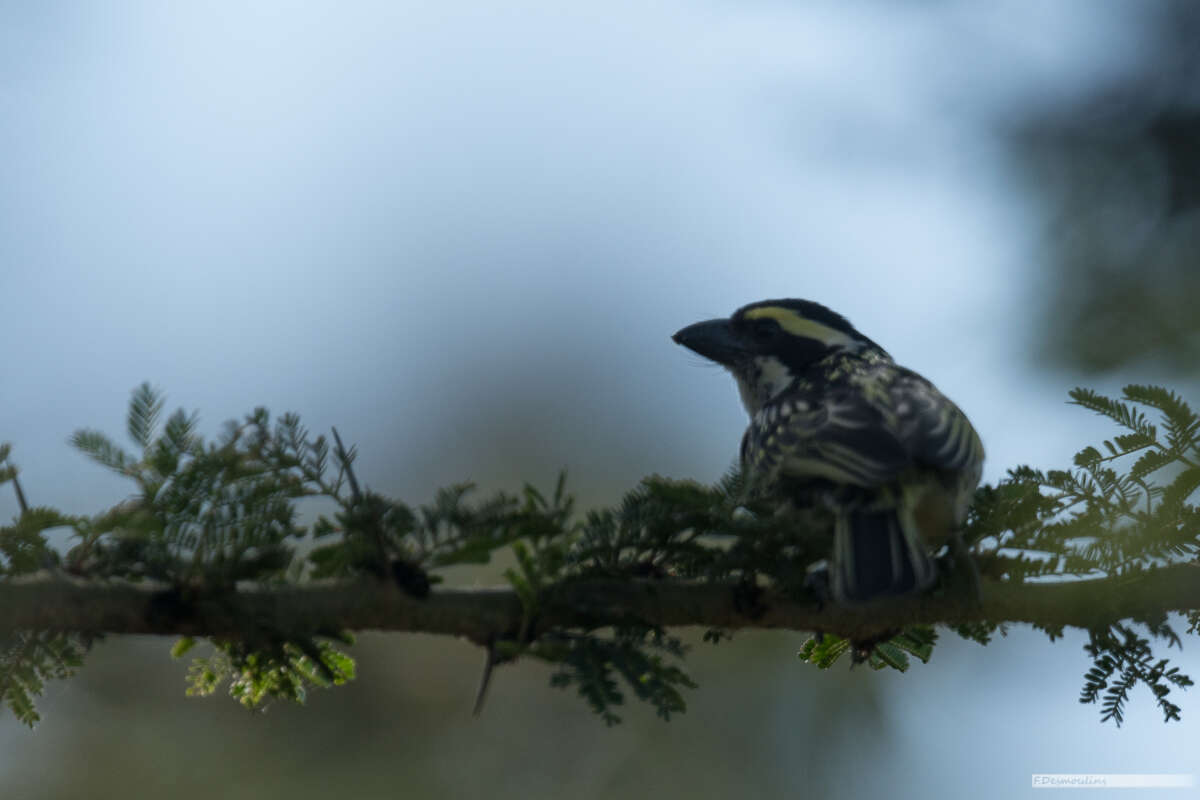 Image of Red-fronted Barbet
