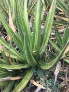 Image of Agave angustiarum Trel.