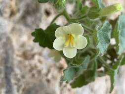 Image de Mabrya acerifolia (Pennell) W. J. Elisens