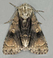 Acronicta alni Linnaeus 1767 resmi