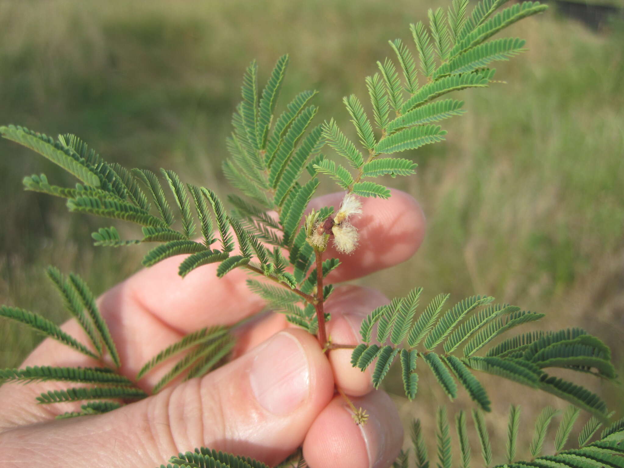 Image of Acaciella