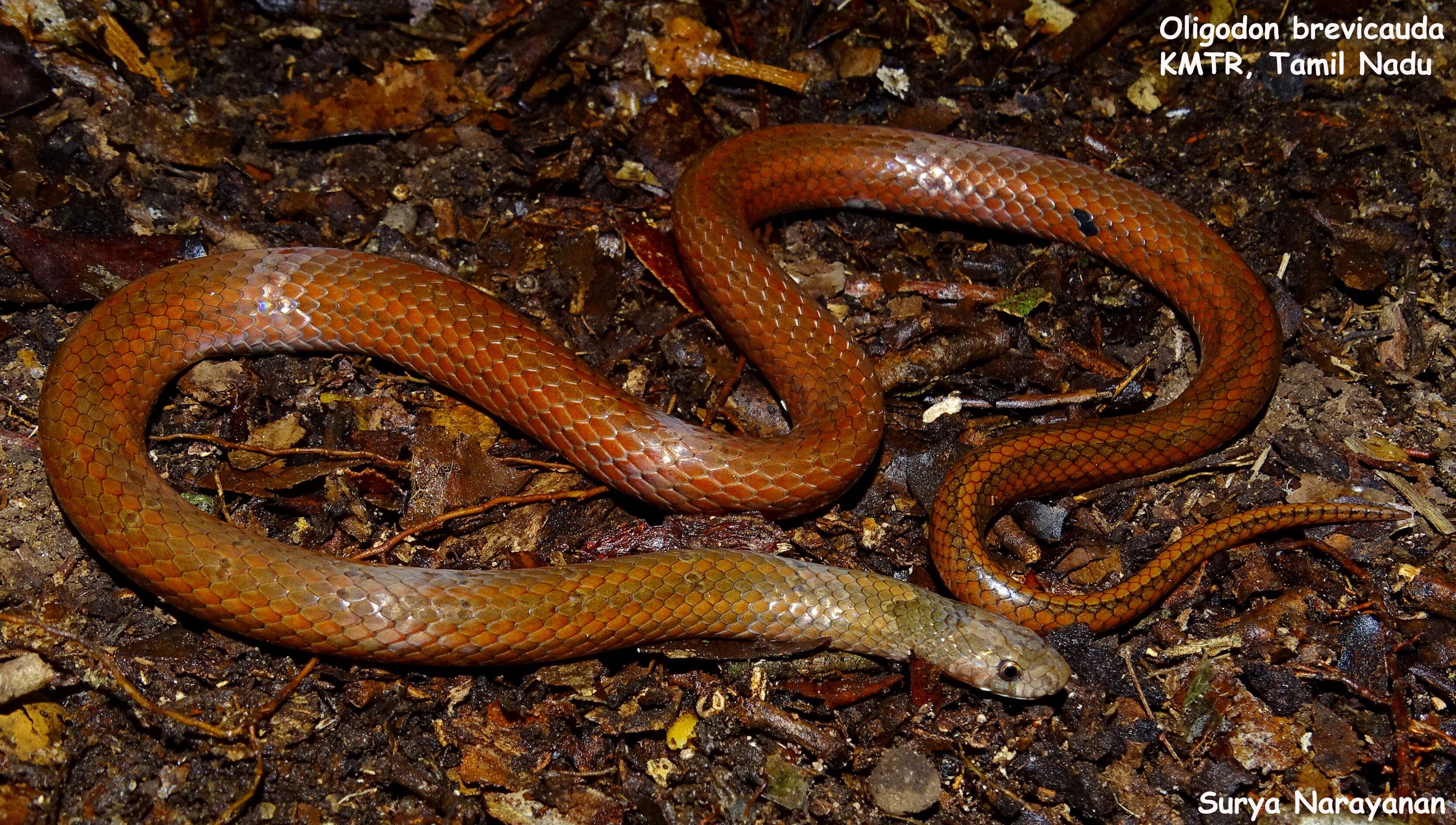 Image of Short-tailed Kukri Snake