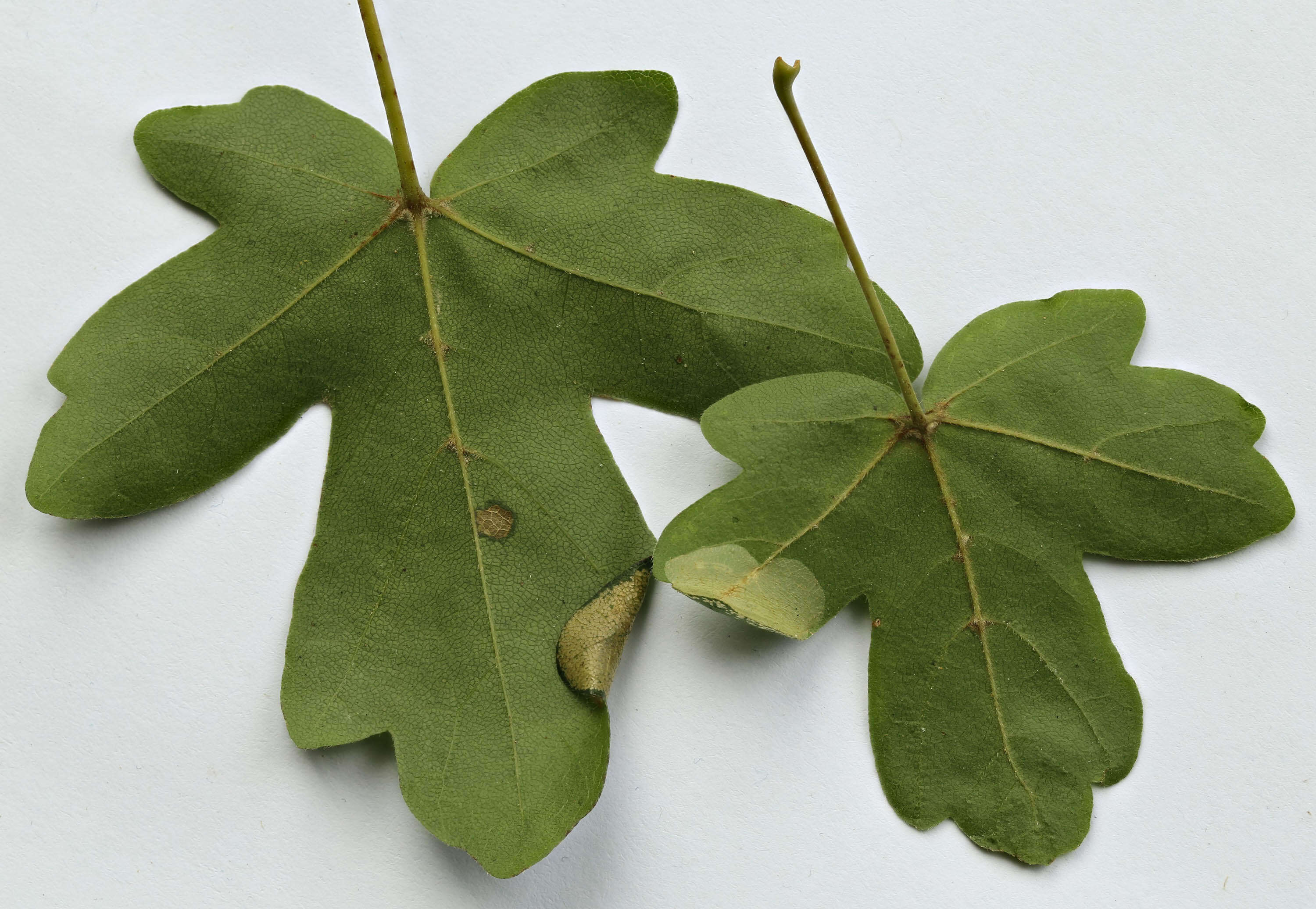 Phyllonorycter acerifoliella (Zeller 1839) resmi