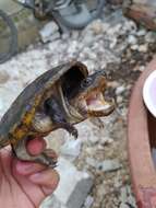 Image of narrow-bridged musk turtle