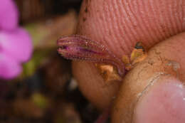 Image of Slender-Stem Monkey-Flower