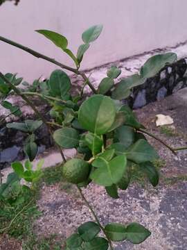 Image of Kaffir Lime