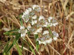 Plancia ëd Haumaniastrum caeruleum (Oliv.) P. A. Duvign. & Plancke