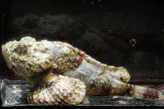 Image of False stonefish