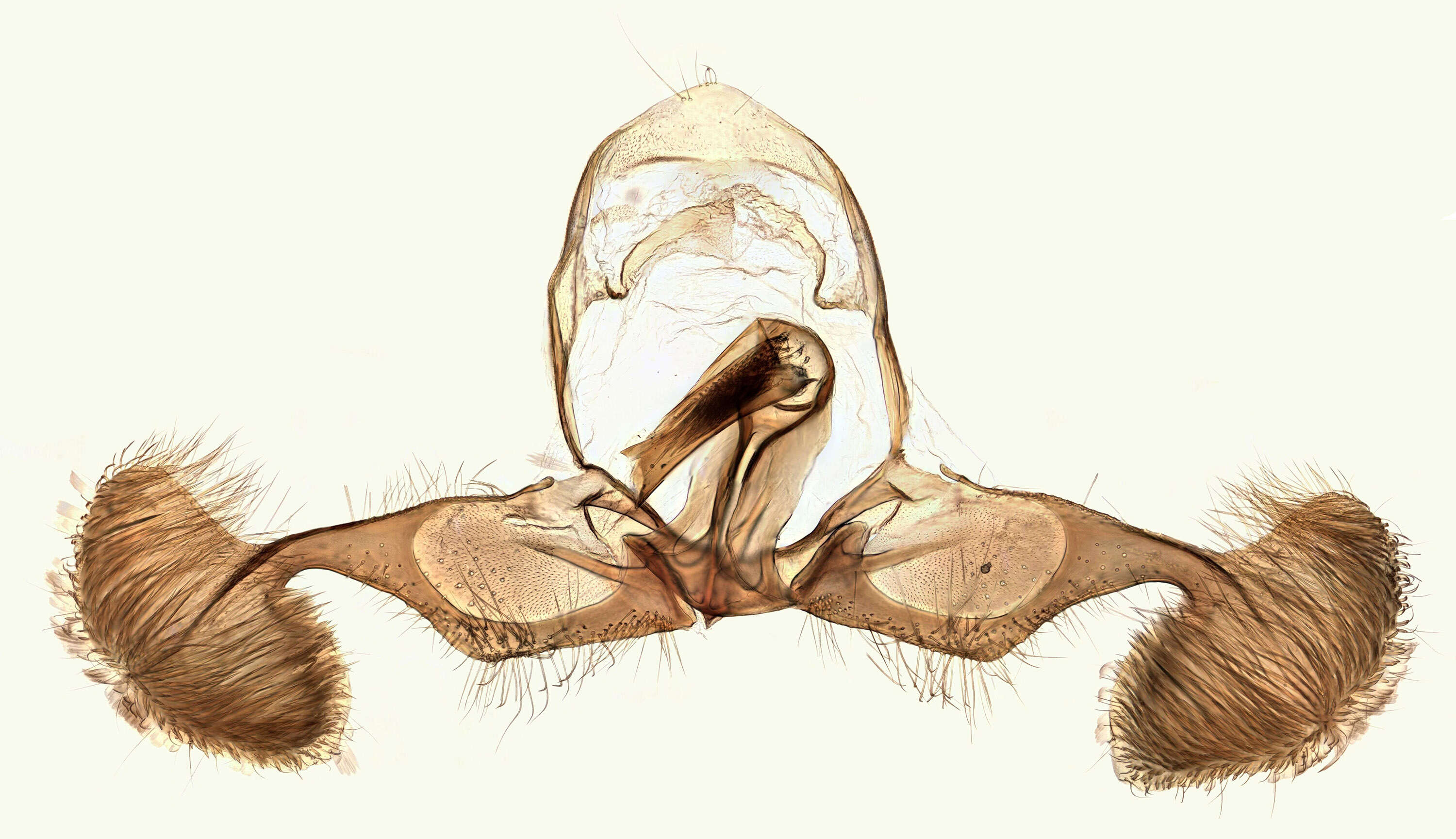 Image of Dichrorampha simpliciana Haworth 1811