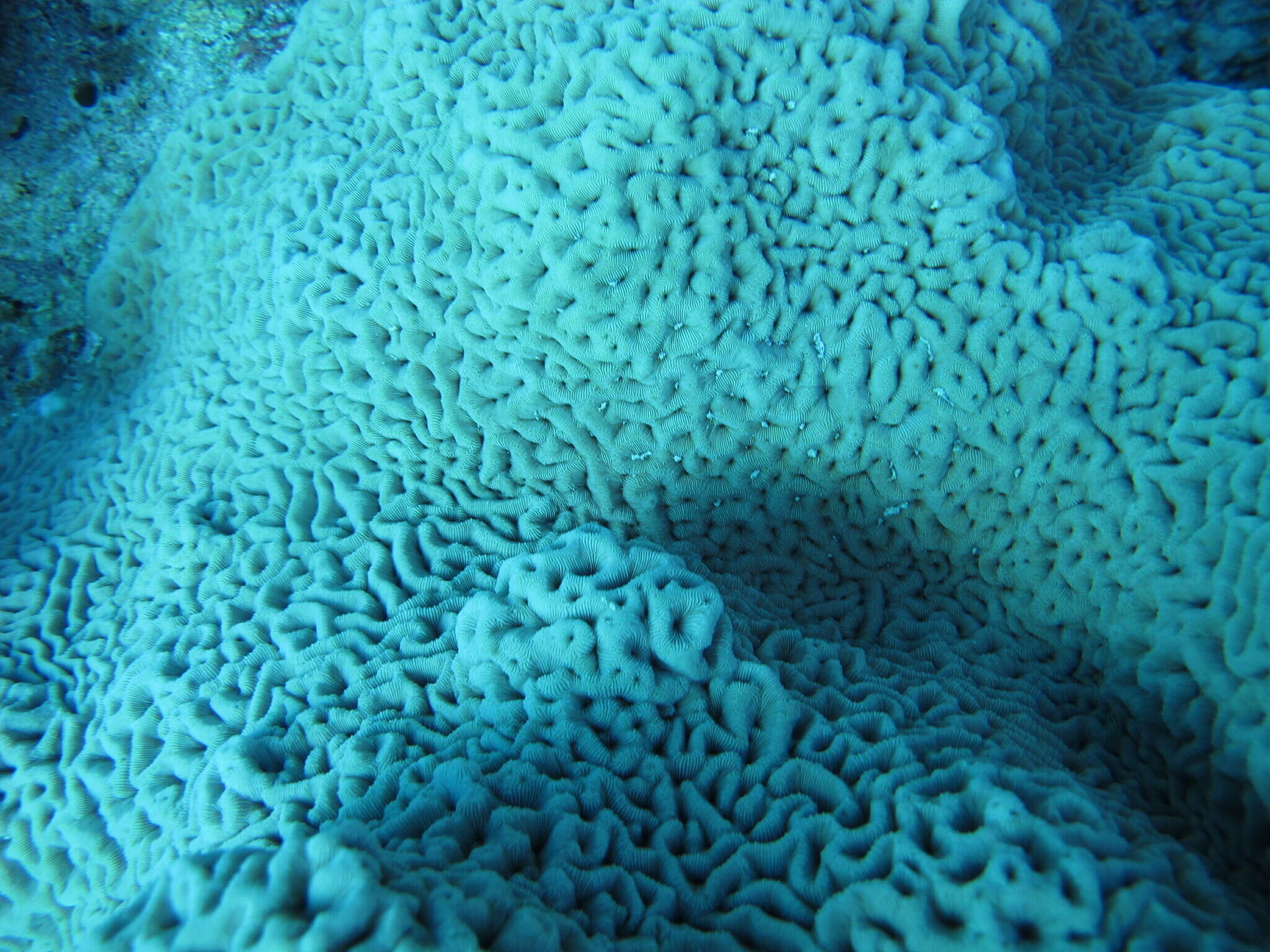 Image of Wrinkle Coral