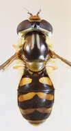 Image of Dasysyrphus albostriatus (Fallen 1817)