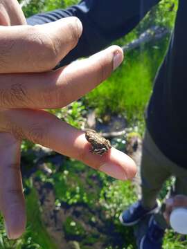 Image of Swat Green Toad